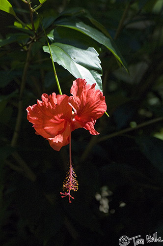 CostaRica_20100323_154216_427_2X.jpg - A striking red bloom hangs in a sunbeam.  Corcovado National Park, Costa Rica.