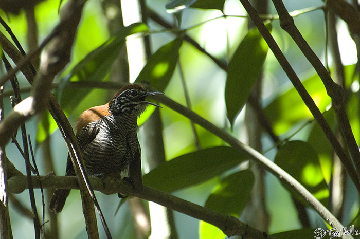 CostaRica_20100323_161100_468_2X.jpg - A Riverside Wren, endemic to Costa Rica, sings for us in Corcovado National Park, Costa Rica.