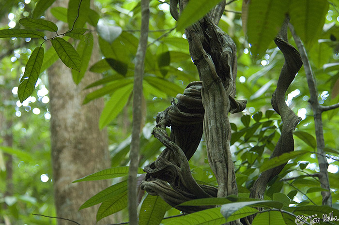 CostaRica_20100323_171906_484_2X.jpg - Gnurled branches from a tree or vine contrast with the generally smooth trunks of other trees in Corcovado National Park, Costa Rica.