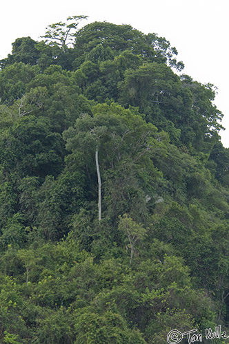 CostaRica_20100324_083450_492_2X.jpg - Shade of Lord of the Rings; a white tree!  Manuel Antonio National Park, Costa Rica.