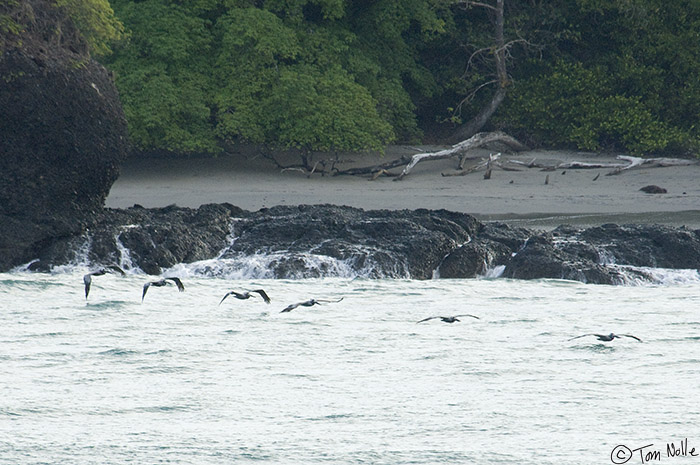 CostaRica_20100324_084454_497_2X.jpg - A line of pelicans soar along the water on an isolated beach in Manuel Antonio National Park, Costa Rica.