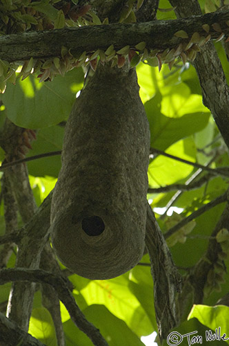 CostaRica_20100324_100854_515_2X.jpg - Hopefully, the guide means "wasps" plural; we'd hate to meet a single wasp that could build this!  Manuel Antonio National Park, Costa Rica.