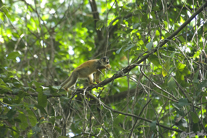 CostaRica_20100324_102222_550_2X.jpg - A Titi Monkey runs along a branch in Manuel Antonio National Park, Costa Rica.  Many of the monkey species found in Costa Rica are found here.