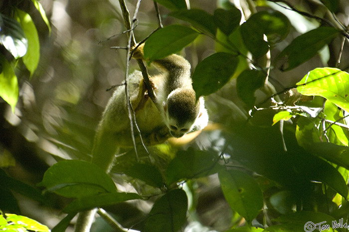 CostaRica_20100324_104714_666_2X.jpg - A juvenile Titi Monkey takes a look around for potential landing points as it prepares to jump from a branch.  Manuel Antonio National Park, Costa Rica.