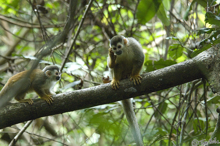 CostaRica_20100324_105042_714_2X.jpg - These two Titi Monkeys seem to be talking over just what kind of creatures those things with cameras might be.  Manuel Antonio National Park, Costa Rica.