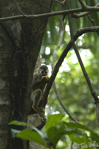 CostaRica_20100324_110420_828_2X.jpg - A small Titi grabs some illicit fruit where the rest of the troup can't see, so others don't steal it.  Manuel Antonio National Park, Costa Rica.