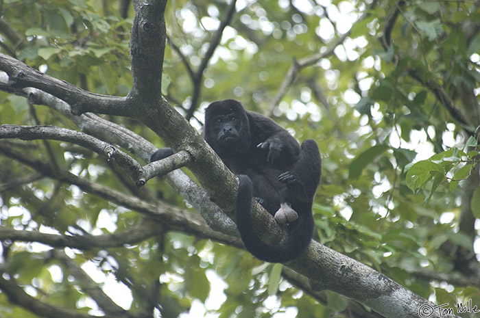 CostaRica_20100324_113142_864_2X.jpg - A howler monkey displays his gender to tourists.  Manuel Antonio National Park, Costa Rica.