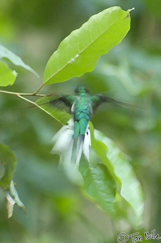 CostaRica_20100324_113632_891_2X.jpg - Shadows and fast motion made it impossible to stop this Purple-Crowned Fairy Hummingbird's motion, so it's converted to an abstract!  Manuel Antonio National Park, Costa Rica.