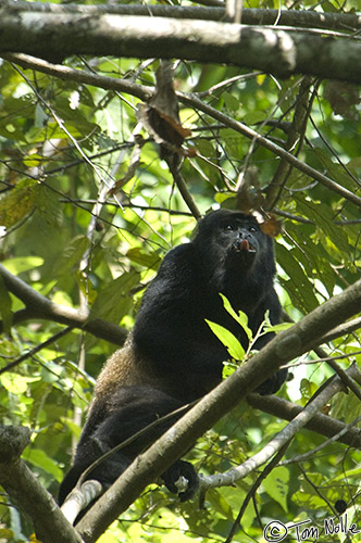 CostaRica_20100324_113816_898_2X.jpg - A howler monkey sticks his tongue out, showing either determination of disdain.  Manuel Antonio National Park, Costa Rica.