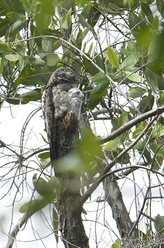 CostaRica_20100324_115400_936_2X.jpg - A rare Great Potoo strikes a characteristic pose atop a dead tree in Manuel Antonio National Park, Costa Rica.