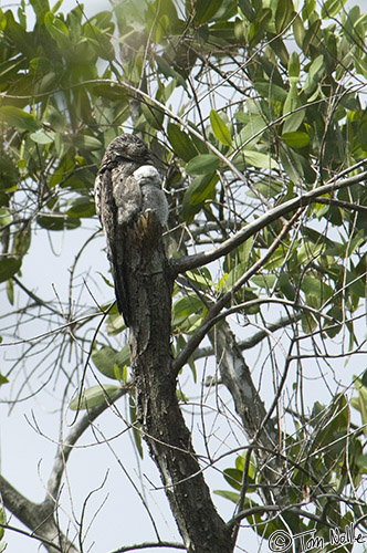 CostaRica_20100324_120052_981_2X.jpg - You can see what appears to be a part of the female's wing covering a portion of the chick, but it's more likely to be the chick's own wing.  Manuel Antonio National Park, Costa Rica.