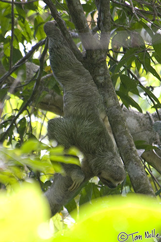 CostaRica_20100324_121534_003_2X.jpg - An adult three-toed sloth is, as usual, taking its time eating.  Manuel Antonio National Park, Costa Rica.