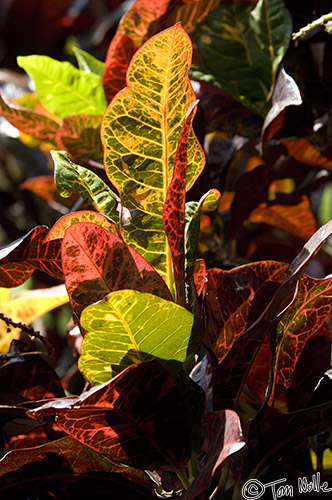 CostaRica_20100326_114434_031_2X.jpg - Sun streaming across a garden paints colorful leaves in light.  Doka Estate Coffee Plantation, near San Jose Costa Rica.