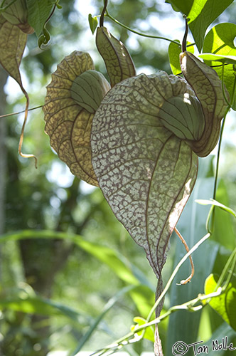 CostaRica_20100326_120356_040_2X.jpg - A pair of hanging plants show leaves looking like the cross between an old draw-string purse and a brain.  Doka Estate Coffee Plantation, near San Jose Costa Rica.