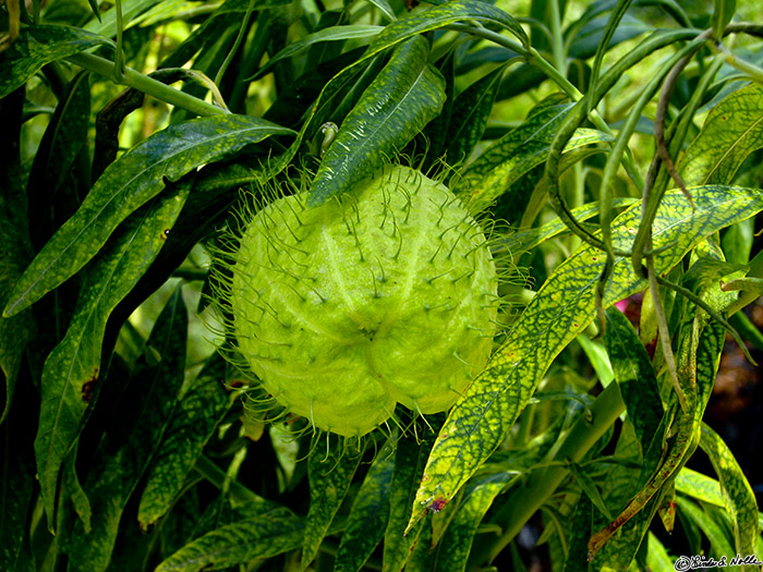 CostaRica_20100326_131224_104_S.jpg - A prickly fruit hangs in the gardens at Casa Orquideas, Gulfo Dulce, Costa Rica.