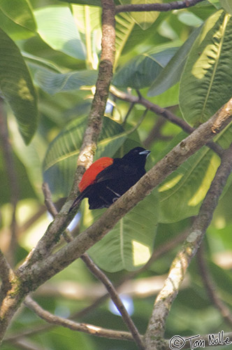 CostaRica_20100327_082118_136_2X.jpg - This bird is virtually identical to the Cherries' Tanager seen on the Pacific side.  Sarapiqui Costa Rica.