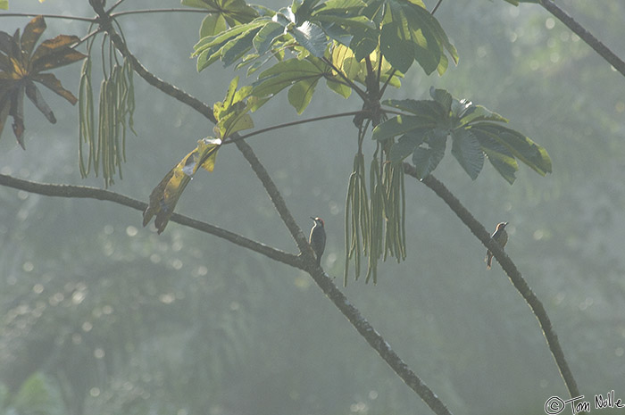 CostaRica_20100327_084338_159_2X.jpg - A pair of Black-Cheeked Woodpeckers perch as mist rises from the rainforest in Sarapiqui Costa Rica.