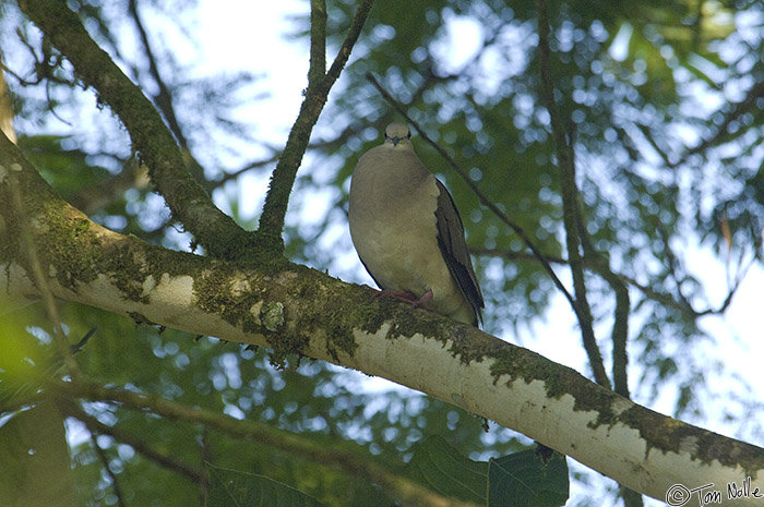 CostaRica_20100327_085020_179_2X.jpg - This White-Tipped Dove looks big but he probably just has his feathers puffed out.  Sarapiqui Costa Rica.