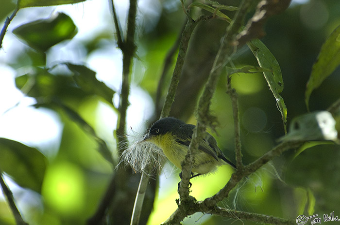 CostaRica_20100327_105516_280_2X.jpg - A Bananaquit uses some milkweed or thistle down to line a nest.  Sarapiqui Costa Rica.