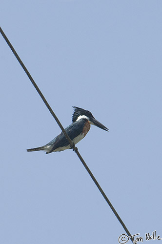 CostaRica_20100327_142336_318_2X.jpg - A kingfisher sits on a cable across the river to watch for opportunities.  Sarapiqui Costa Rica.