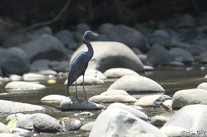 CostaRica_20100327_143518_324_2X.jpg - A Little Blue Heron waits on a rock for fish.  Sarapiqui Costa Rica.