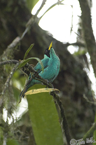 CostaRica_20100327_172230_408_2X.jpg - It's not raining, but this Green Honeycreeper seems to want to sing anyway.  Sarapiqui Costa Rica.