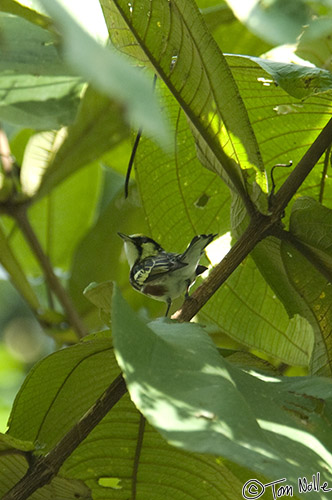 CostaRica_20100327_175220_440_2X.jpg - A cute little bird with dramatic color contrasts, but elusive and hard to photograph.  Sarapiqui Costa Rica.