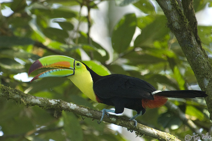 CostaRica_20100327_181226_468_2X.jpg - This guy has the most colorful bill of all the toucans we saw.  Sarapiqui Costa Rica.