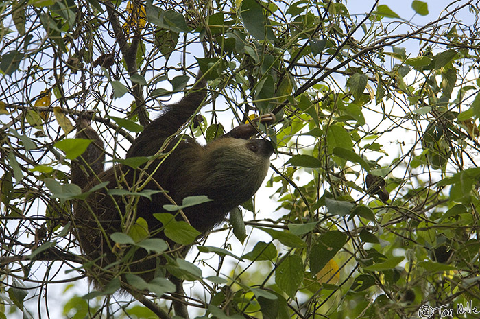 CostaRica_20100327_181930_600_2X.jpg - You can see why this sloth got its name!  Sarapiqui Costa Rica.