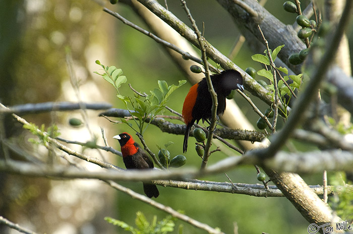 CostaRica_20100327_184358_633_2X.jpg - A Crimson-Collared and Passerini's Tanager both sit in the same tree.  Sarapiqui Costa Rica.