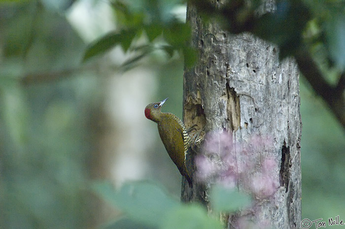 CostaRica_20100327_192410_663_2X.jpg - This is a female, at the mouth of the hole she's using as a nest in a tree.  This is a late evening shot at ASA3200!  Sarapiqui Costa Rica.