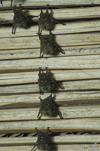 CostaRica_20100328_092936_673_2X.jpg - A group of bats inhabits the rafters of the hotel dining area in Sarapiqui Costa Rica.