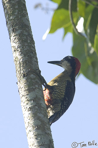 CostaRica_20100328_111042_684_2X.jpg - One of many woodpeckers in the area of Sarapiqui Costa Rica.