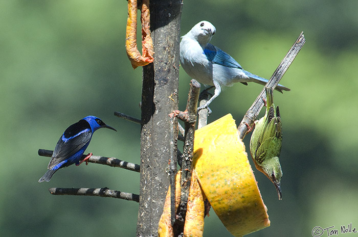 CostaRica_20100328_113538_705_2X.jpg - A male and female (right, left) Red-Legged Honeycreeper share fruit with a Blue-Gray Tanager near Sarapiqui Costa Rica.