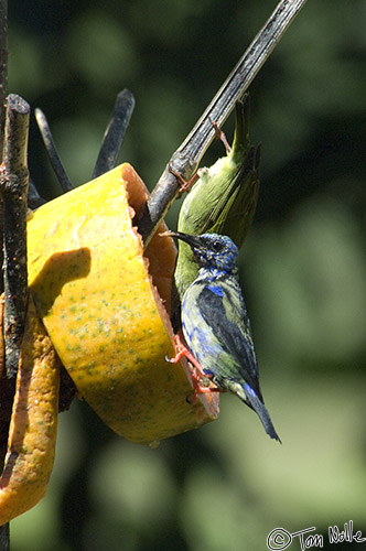 CostaRica_20100328_113632_726_2X.jpg - This male Red-Legged Honeycreeper (front) is moulting out of breeding plumage.  Sarapiqui Costa Rica.