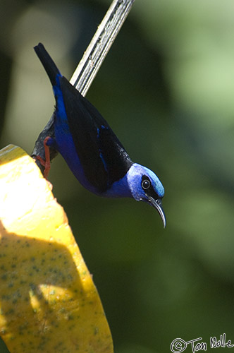 CostaRica_20100328_113828_739_2X.jpg - This male Red-Legged Honeycreeper is still in full breeding plumage; note the light-blue cap.  Sarapiqui Costa Rica.