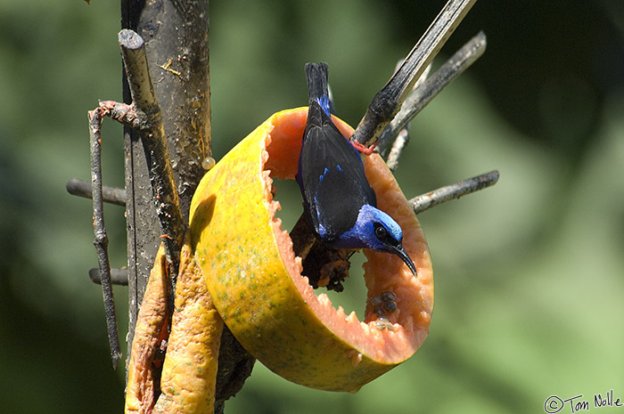 CostaRica_20100328_114654_770_2X.jpg - A red-legged honeycreeper checks out the food that surrounds him.  Sarapiqui Costa Rica.