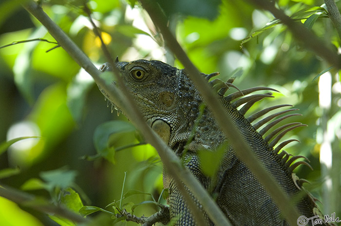 CostaRica_20100328_133442_812_2X.jpg - A large iguana watches warily from deep shade.  Arenal Costa Rica.