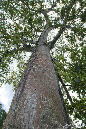 CostaRica_20100328_140746_163_20.jpg - Sometimes the bark of the trees in the area was as interesting as the leaves and branches.  Arenal Costa Rica.