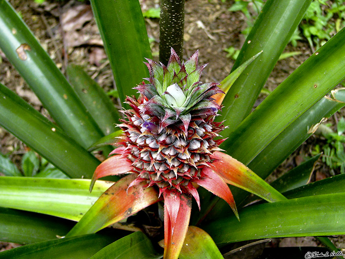 CostaRica_20100328_142006_125_S.jpg - A pineapple growing in the agricultural area near Arenal, Costa Rica.