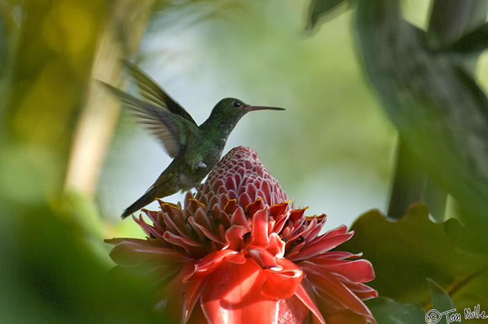 CostaRica_20100328_180558_885_2X.jpg - Every morning at our hotel we awoke to a scene filled with lovely birds and blossoms.  Arenal Costa Rica.