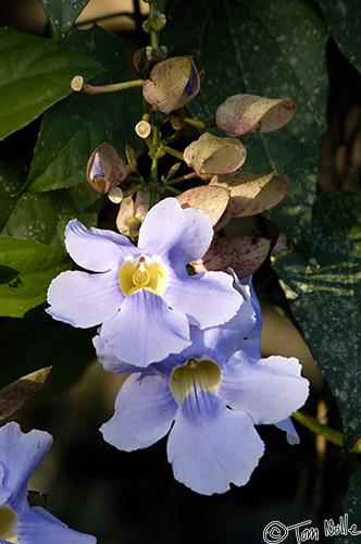 CostaRica_20100329_084450_898_2X.jpg - We find orchids and birds all over the grounds of the hotel as we head to breakfast.  Arenal Costa Rica.