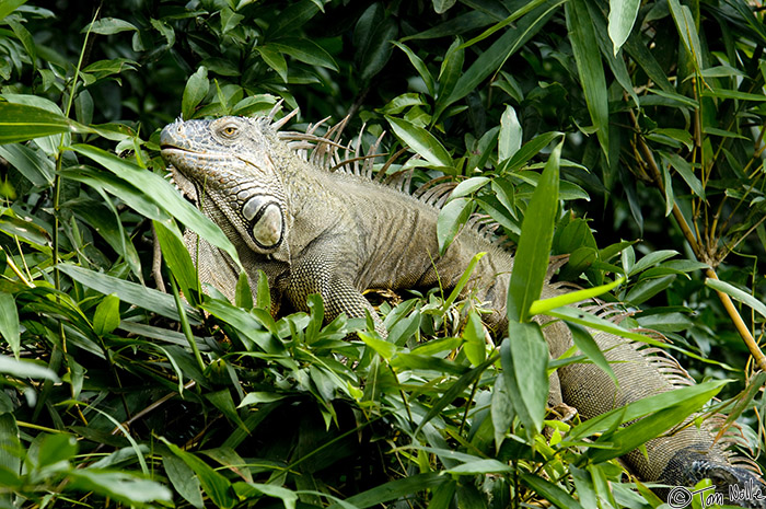 CostaRica_20100329_102106_935_2X.jpg - There are critters around the hotel other than birds!  Arenal Costa Rica.