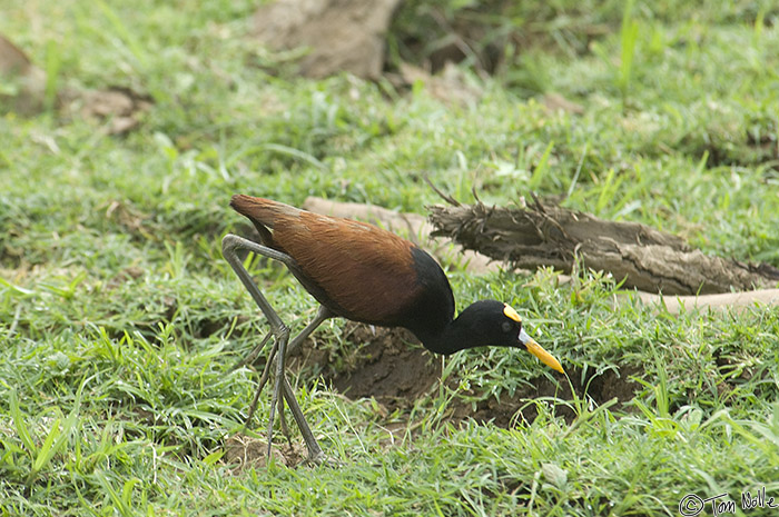 CostaRica_20100329_114756_953_2X.jpg - Birds abound on the river, and we saw this one as soon as we boarded our boat.  Cano Negro (Rio Frio) River, Costa Rica.