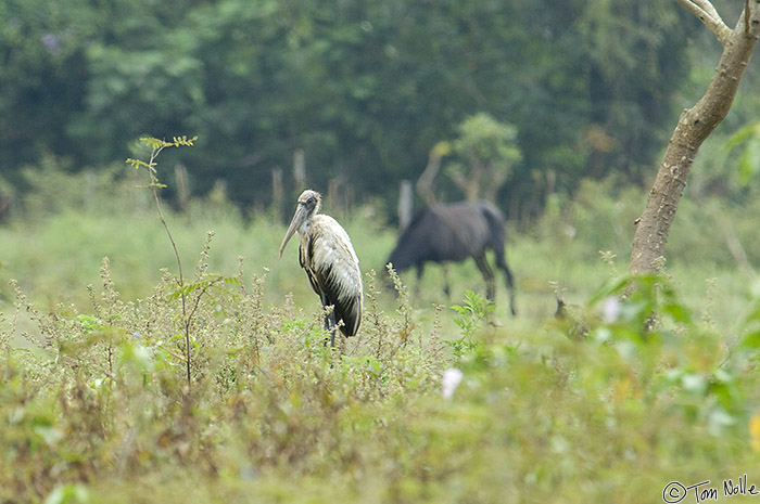 CostaRica_20100329_114802_955_2X.jpg - A wood stork stands in a field near some cattle, along the Cano Negro (Rio Frio) River, Costa Rica.