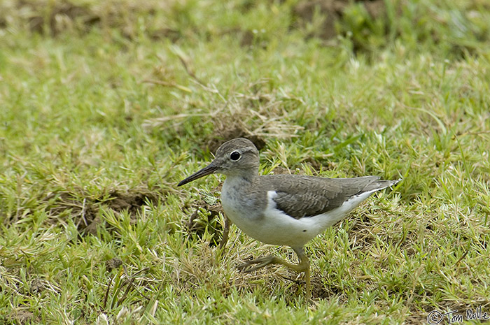 CostaRica_20100329_114952_962_2X.jpg - There's a vast clan of sandpipers in Costa Rica; this one was just off the dock on the boat trip.  Cano Negro (Rio Frio) River, Costa Rica.