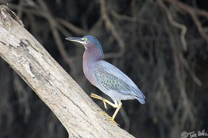 CostaRica_20100329_115206_974_2X.jpg - One of the most colorful and interesting of the herons found in Costa Rica.  This guy is on a log that extends to the water, so he was likely fishing.  Cano Negro (Rio Frio) River, Costa Rica.