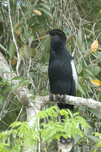 CostaRica_20100329_115650_009_2X.jpg - This bird looks and behaves like a cormorant, but it's a different species.  Cano Negro (Rio Frio) River, Costa Rica.