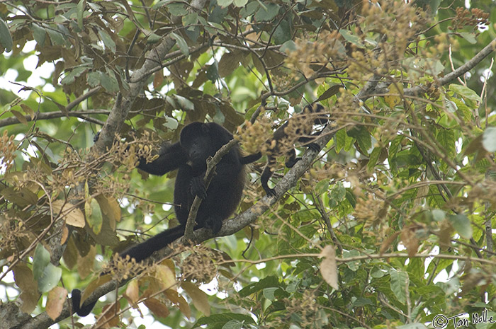 CostaRica_20100329_120056_033_2X.jpg - A female howler monkey and a baby climb above the river looking for goodies to eat.  Cano Negro (Rio Frio) River, Costa Rica.