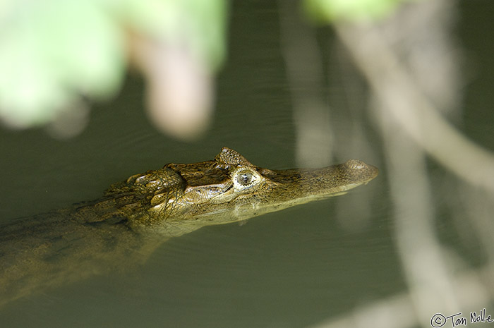 CostaRica_20100329_120606_048_2X.jpg - A cayman lays in wait for some prey (smaller than a tourist) in a shady part of the river.  Cano Negro (Rio Frio) River, Costa Rica.